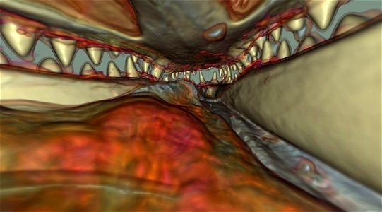 Interior of the mouth of a crocodile memory, rendered using volume ray casting.