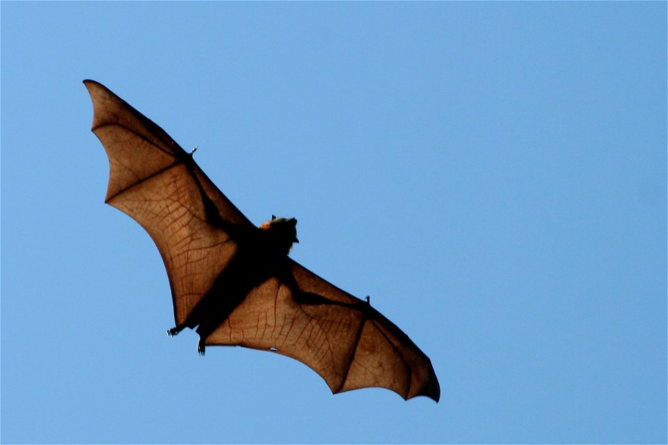 This picture was taken in Geelong, Victoria Australia.  It shows the wing structure which is fascinating.