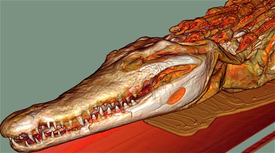 CT scan of a crocodile mummy with juveniles on its back photo