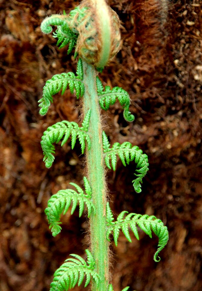 Flora desktop frond