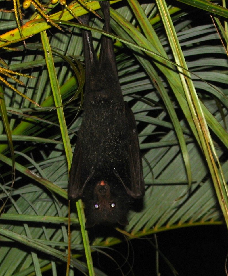 Flying fox, also known as a fruit bat, are a common sight in Central Queensland, as well as Lake Awoonga