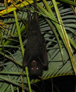 Flying fox, also known as a fruit bat, are a common sight in Central Queensland, as well as Lake Awoonga