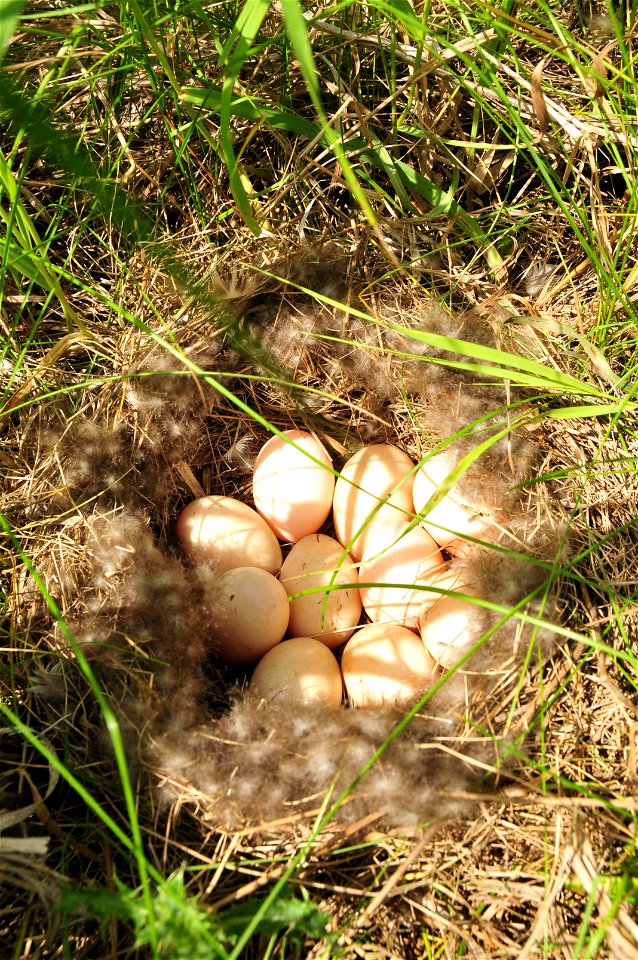 A blue winged teal nest found in grassland in the Sand Lake Wetland Management District. Photo Credit: Tom Koerner/USFWS