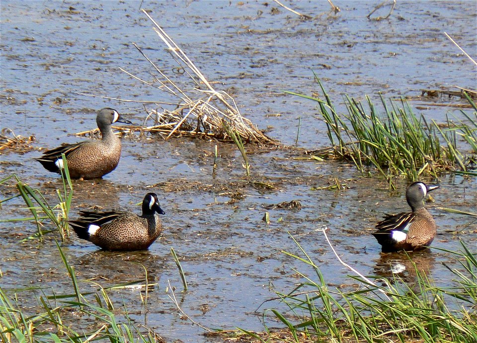 Blue-winged Teals in the marshes at Chalco Hills Recreation Area