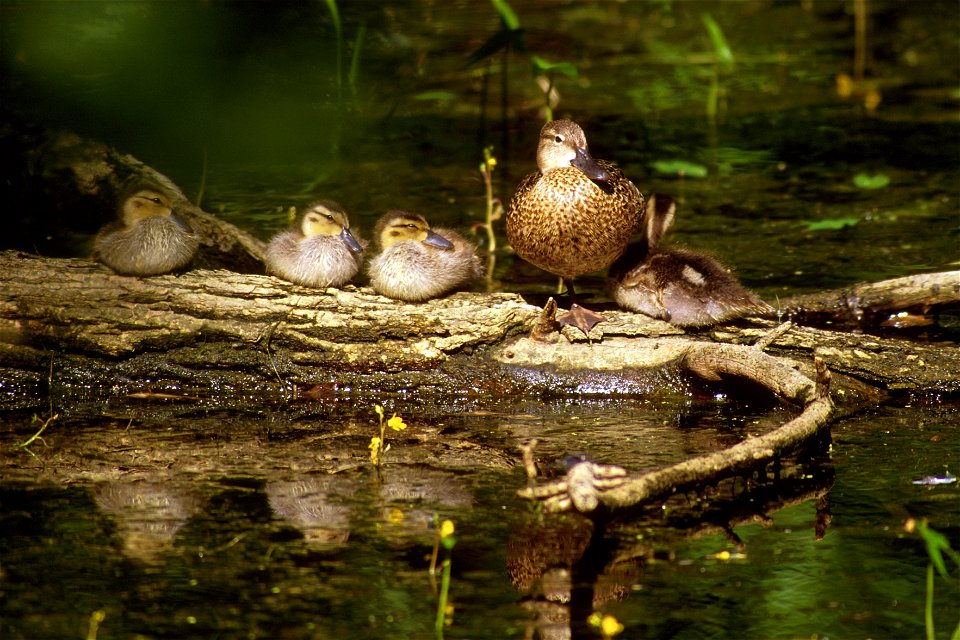 Blue-Winged Teal Brood
