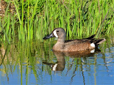 Photo: Tom Koerner/USFWS