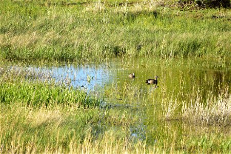 A pair of blue winged teal utilizing a temporarily flooded wetland on Seedskadee NWR.  These temporarily flooded wetlands may only have surface water for a few weeks to a few months each year, however