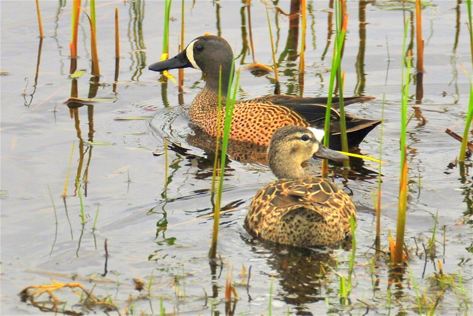 A pair of blue-winged teal at Sand Lake NWR.  

Photo: Tom Koerner/USFWS