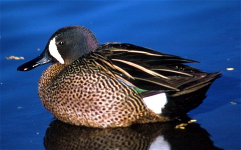 Blue-winged Teal - drake (Anas discors) at Desoto National Wildlife Refuge; photo