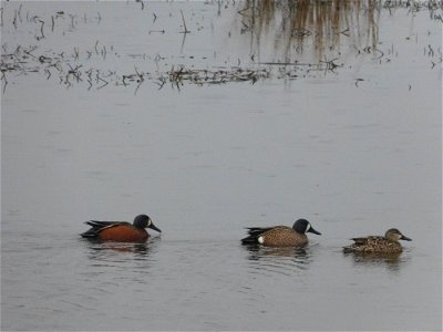 At Mattamuskeet National Wildlife Refuge in North Carolina. The Refuge’s prime location along the Atlantic Flyway makes it a vitally important stopover for wintering waterfowl. 
In total, the Refuge a
