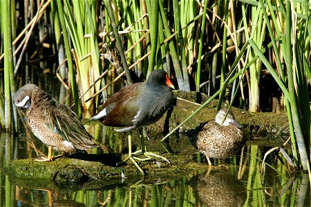 Gallinula galeata and Anas discors 
At the Santa Ana National Wildlife Refuge, in Hidalgo County, South Texas.
[1]