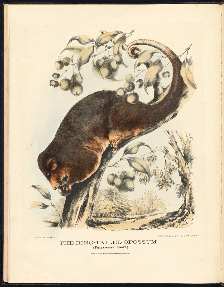 in The Mammals of Australia