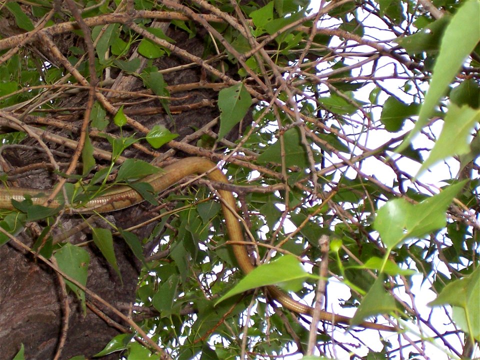 Corps of a Snake in Georgia. The picture georgische Schlange (Kopf).jpg shows the head.