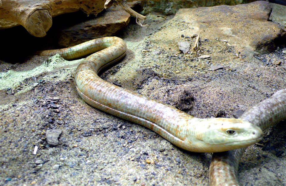 Scheltopusik or European Legless Lizard (Ophisaurus apodus)