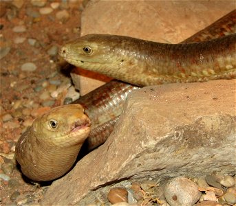 Sheltopusik (Ophisaurus apodus)