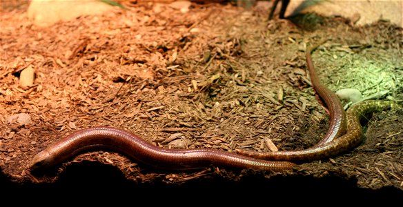 Scheltopusik (Ophisaurus apodus) at the Buffalo Zoo