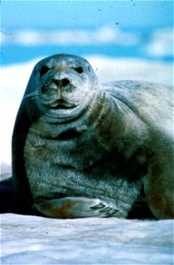 Image title: Atlantic harbor seal (Phoca vitulina)
Image from Public domain images website, http://www.public-domain-image.com/full-image/fauna-animals-public-domain-images-pictures/seals-and-sea-lion