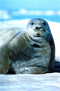 Bearded seal photo