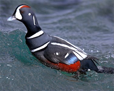 Male Harlequin Duck in Barnegat Bay, New Jersey, USA. Battling gusts up to 40 mph was certainly worthwhile in order to see and photograph this male Harlequin Duck. Canon Mark IIN 400/2.8 lens