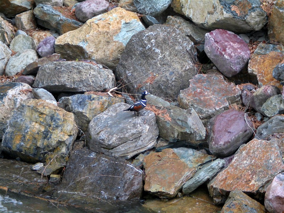 Harlequin duck in Glacier National Park. Photo: David Restivo, NPS.