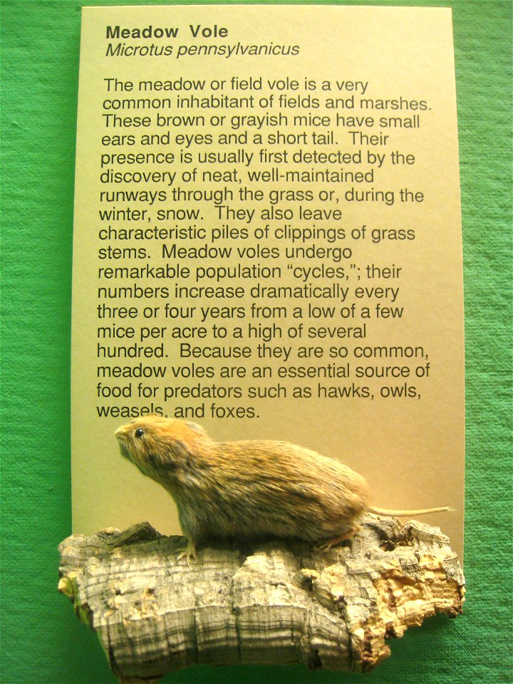 Microtus pennsylvanicus. Exhibit Museum of Natural History, University of Michigan, 1109 Geddes Avenue, Ann Arbor, Michigan, USA.