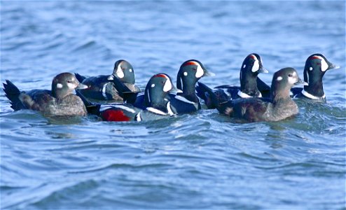 Harlequin Ducks, Denali National Park and Preserve, AK, USA