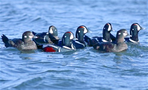 Harlequin Ducks, Denali National Park and Preserve, AK, USA photo