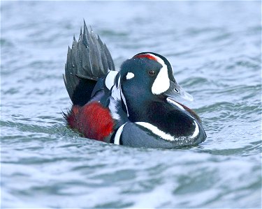 Male Harlequin Duck