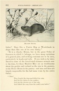 Four-footed Americans and their kin /  by Mabel Osgood Wright ; edited by Frank M. Chapman ; illustrated by Ernest Seton Thompson.