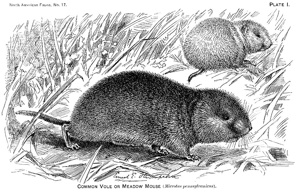 Microtus pennsylvanicus illustration from Revision of American voles of the genus Microtus, Bailey 1900
