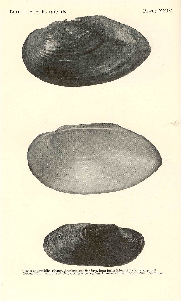 Upper and middle: Floater Anodonta grandis; Lower: River pearl mussel Margaritifera margaritifera syn. Margaritana margaritifera

 Floater, Anodonta grandis (Say), from James River, S.Dak, upper and m