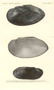 Upper and middle: Floater Anodonta grandis; Lower: River pearl mussel Margaritifera margaritifera syn. Margaritana margaritifera

 Floater, Anodonta grandis (Say), from James River, S.Dak, upper and m