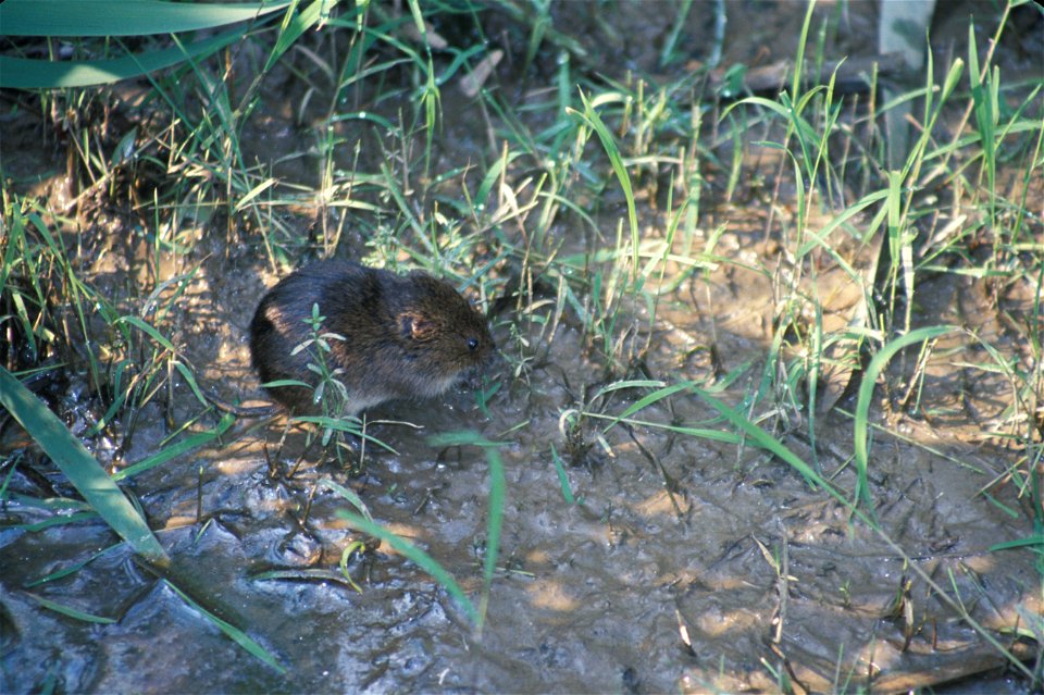 Meadow vole on the ground amid strands of grass. in Virginia, USA.