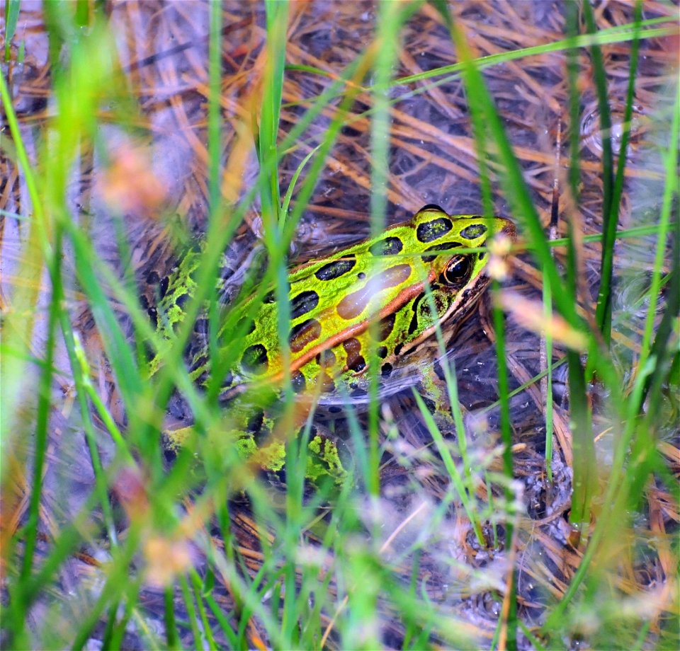 Leopard frog.  Photo by Keith Penner