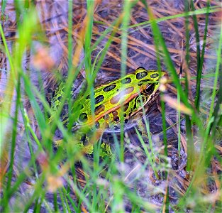 Leopard frog. Photo by Keith Penner photo