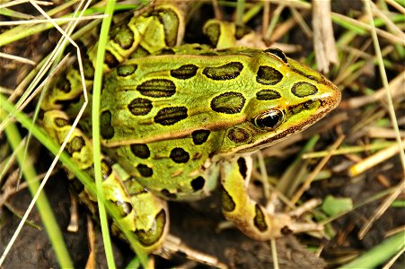 A leopard frog in a South Dakota seasonal wetland.  Photo Credit: Tom Koerner/USFWS