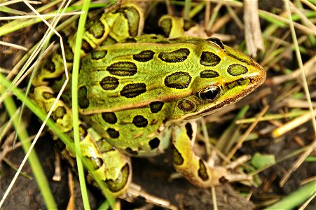 A leopard frog in a South Dakota seasonal wetland. Photo Credit: Tom Koerner/USFWS photo