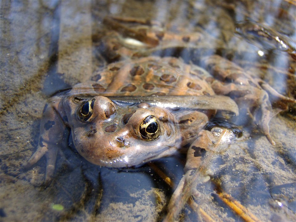 Leopard frog Rana pipiens