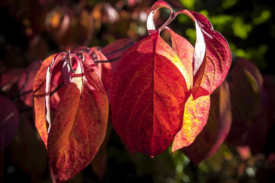 Leaves coloring bright