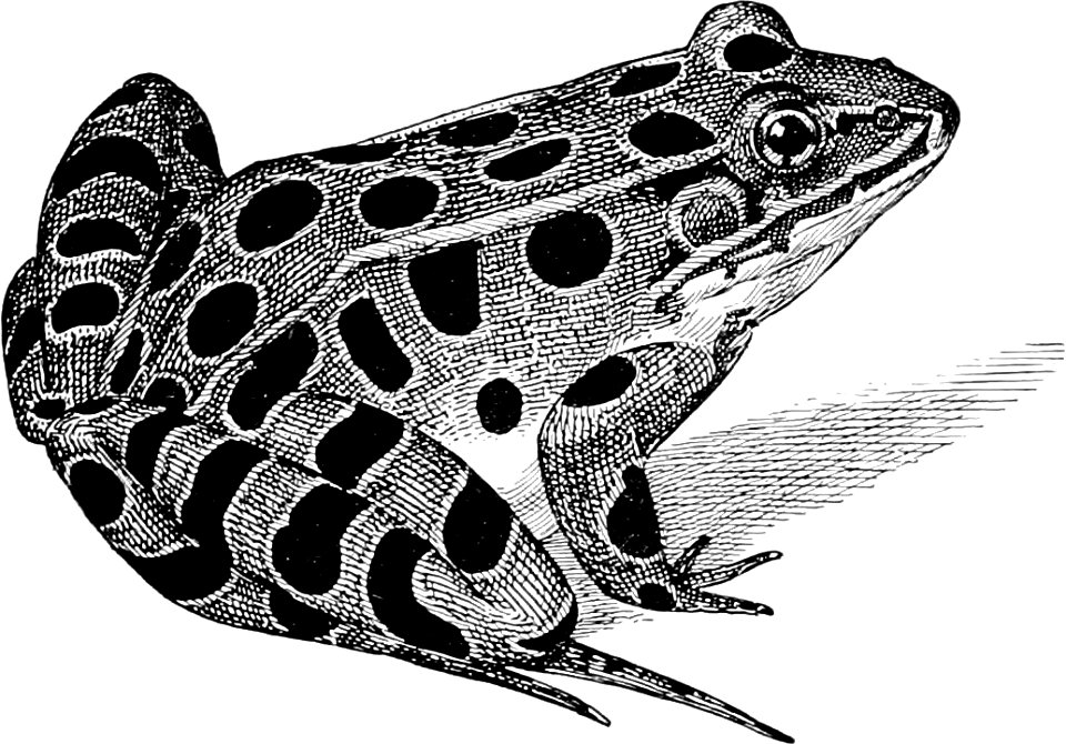 Leopard Frog from The turtles, snakes, frogs and other reptiles and amphibians of New England and the north