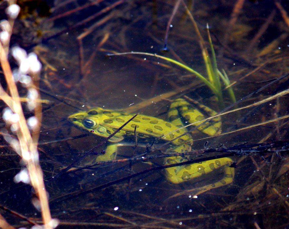 This leopard frog sits motionless under the water on North Brinkman WPA in Logan County, North Dakota. Leopard frogs are common food for Great Blue herons and egrets.

Photo Credit: Krista Lundgren/US