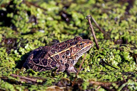 The color of this frog varies from green to gray. They are also known as the "meadow frog." Photo Credit: Gary Eslinger/USFWS photo