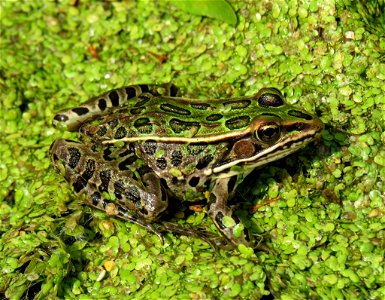 Northern leopard frog at Port Louisa National Wildlife Refuge in Iowa. Photo by Jessica Bolser/USFWS. photo