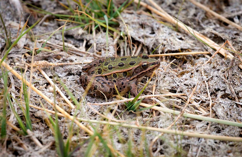Northern leopard frogs are an important food source for many marsh birds here on the refuge.  The frogs hibernate through the winter in the bottom of the Bear River or other source of oxygenated water