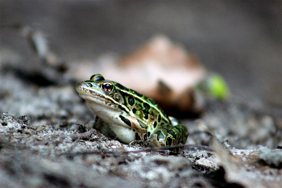 Photo by Courtney Celley/USFWS.