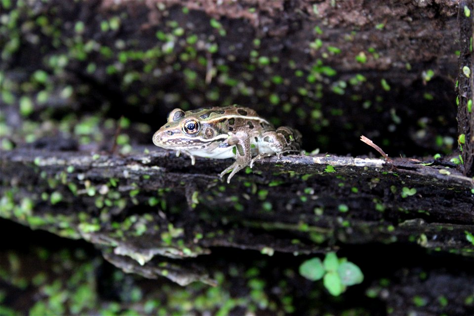 Photo by Courtney Celley/USFWS.