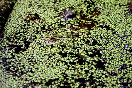 Photo by Courtney Celley/USFWS.