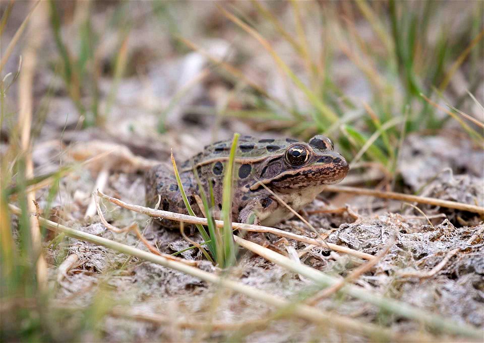 Northern leopard frogs are an important food source for many marsh birds here on the refuge.  The frogs hibernate through the winter in the bottom of the Bear River or other source of oxygenated water