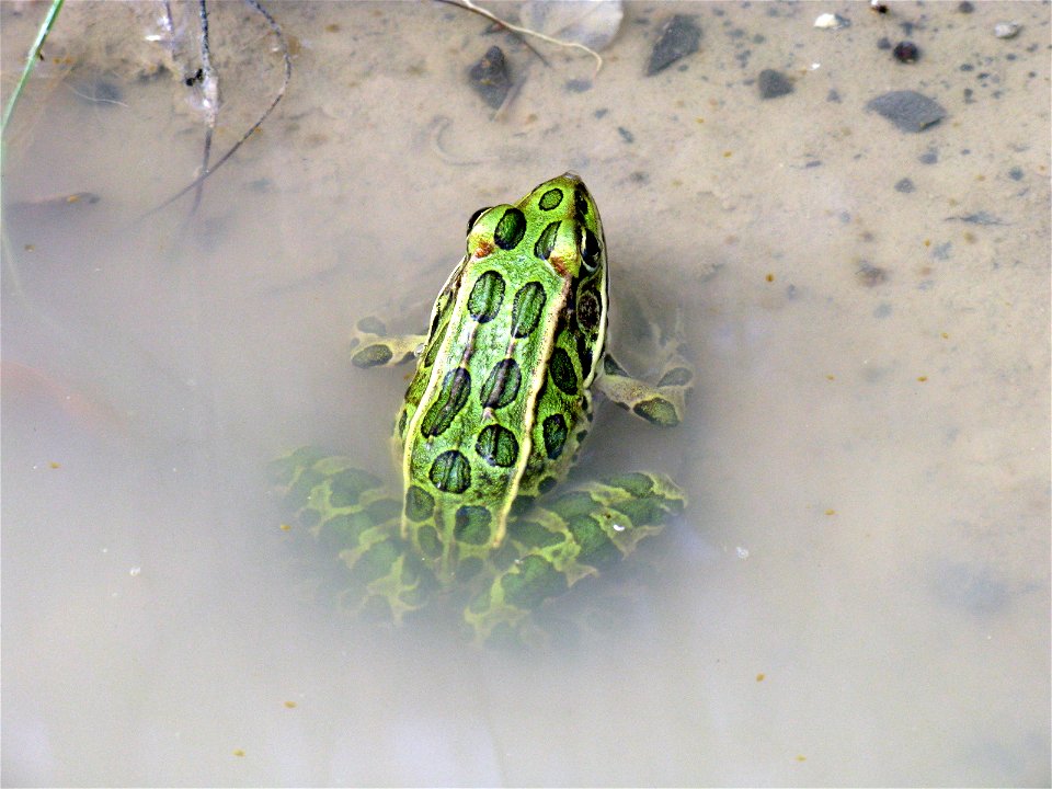 Northern leopard frog]] (Lithobates pipiens) near Welland Canal in Ontario, Canada