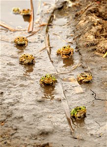 Northern leopard frogs concentrate in the fall at an overwintering site on Sand Lake WMD. Photo: Tom Koerner/USFWS photo